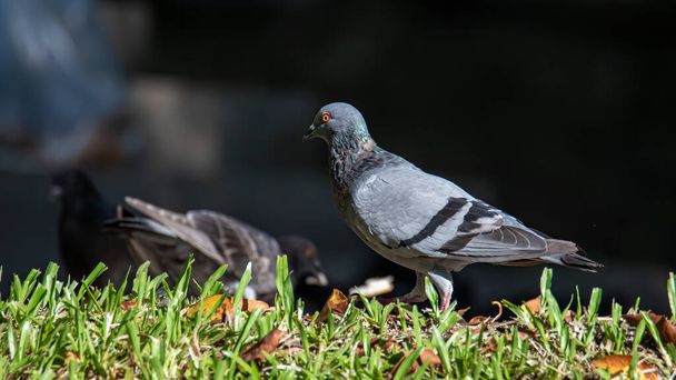 Primer plano de la cabeza de pájaro paloma de carreras de velocidad hermosa, paloma de roca o pájaro paloma común en el suelo - Foto, Imagen