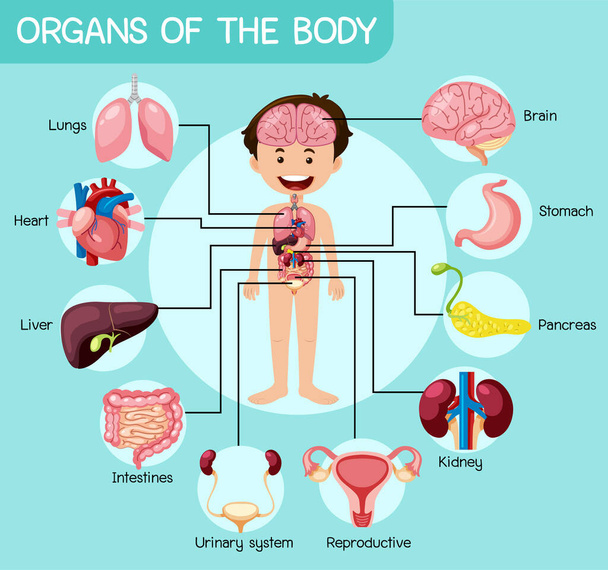 A test tájékoztató szervei illusztráció - Vektor, kép