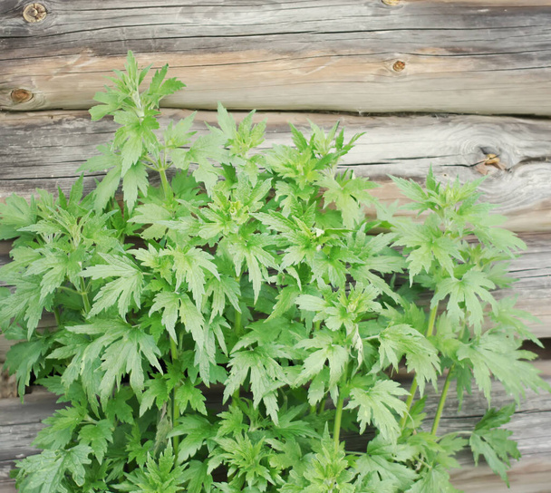 Motherwort wild plant growing near the old wooden wall in summer. Leonurus cardiaca herb. Medical plant. - Photo, Image