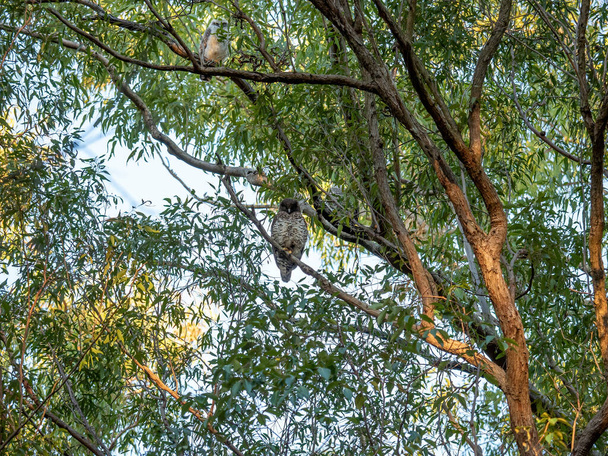 Three Powerful Owls sitting on branches amongst the foliage in their forest environment - Photo, Image