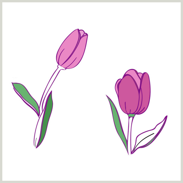 Modello tulipani. Immagine su sfondo bianco. Vettore. - Vettoriali, immagini
