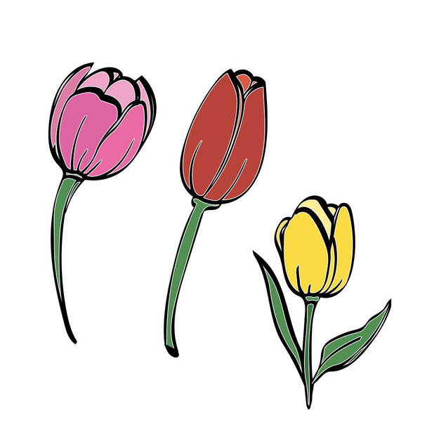 Modèle de tulipes .Image sur un fond blanc. Vecteur. - Vecteur, image