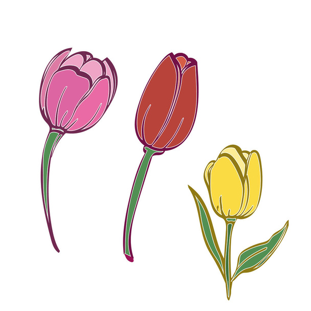 Modello tulipani. Immagine su sfondo bianco. Vettore. - Vettoriali, immagini