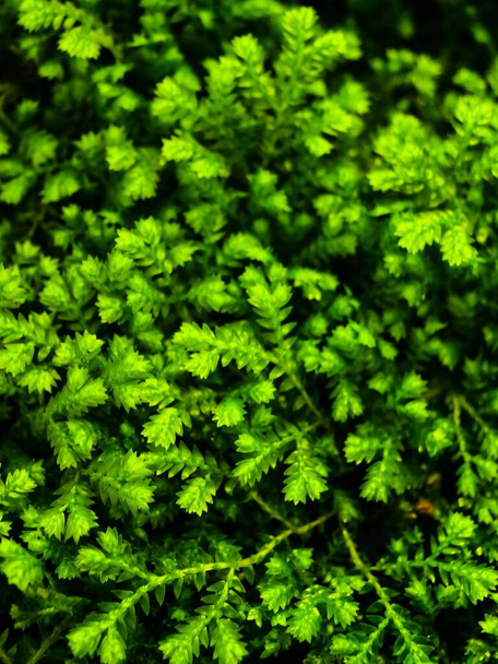 fern leaves green background  - 写真・画像