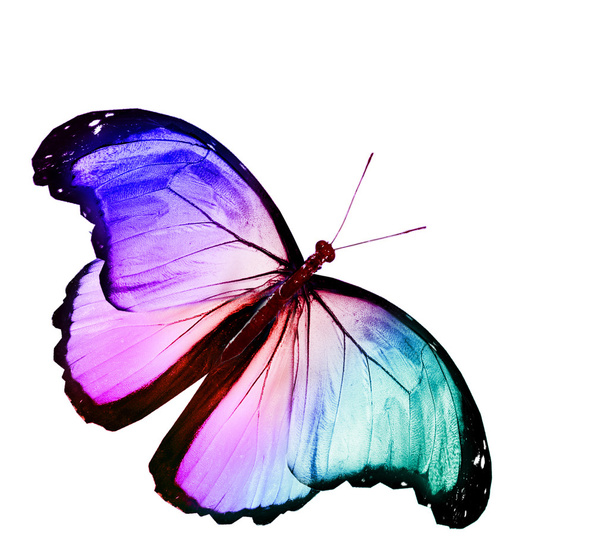 Mariposa azul - Foto, imagen