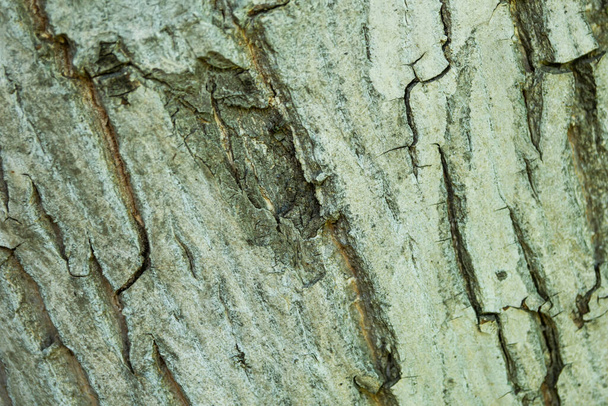 Tree bark texture. Wood material. - Zdjęcie, obraz
