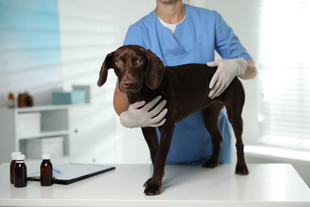 Professional veterinarian examining dog in clinic, closeup - Zdjęcie, obraz