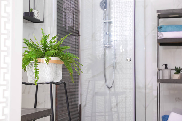 Beautiful houseplant near shower stall in bathroom interior. Idea for design - Фото, зображення