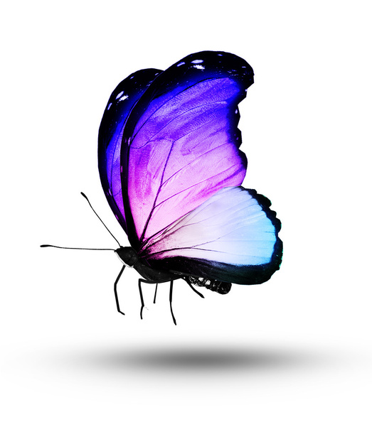 Papillon bleu coloré
 - Photo, image