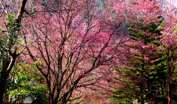 Cherry blossoms Sakura Thailand - Foto, afbeelding