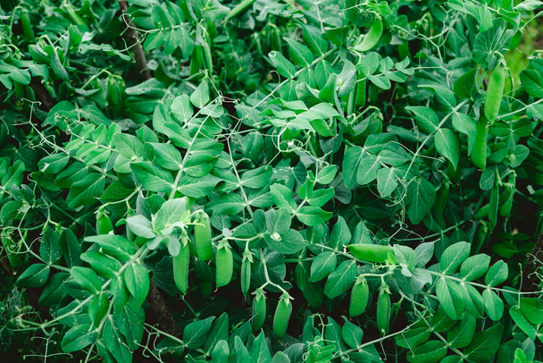 Bahçedeki bezelye bitkilerindeki taze yeşil bezelye kabuklarına açık havada büyüyen bezelyeler ve bulanık arka plan üzerine seçici bir odak. - Fotoğraf, Görsel