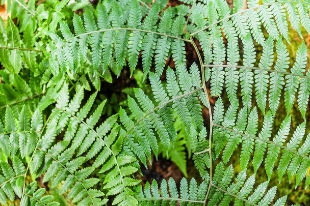 Beautyful ferns leaves green  - Photo, image