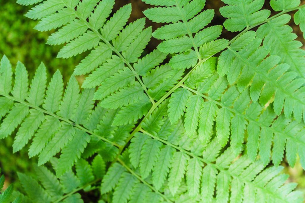 Beautyful ferns leaves green  - Fotó, kép
