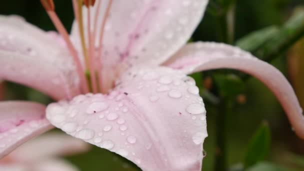 Lindos lírios varietais close-up no canteiro de flores. Flores de lírio rosa balançando no vento Daylily  - Filmagem, Vídeo