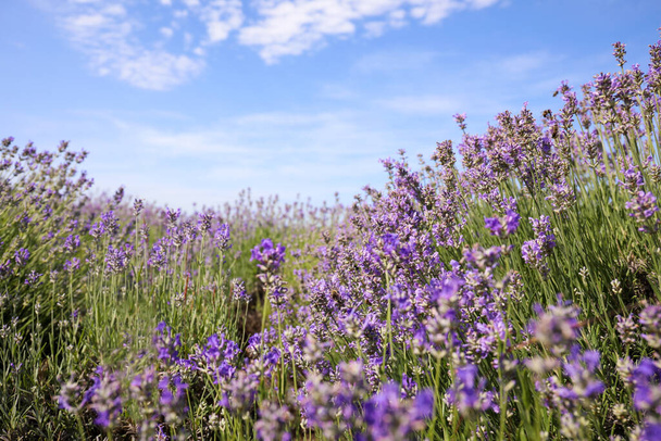 Krásné kvetoucí levandulové pole v letní den - Fotografie, Obrázek
