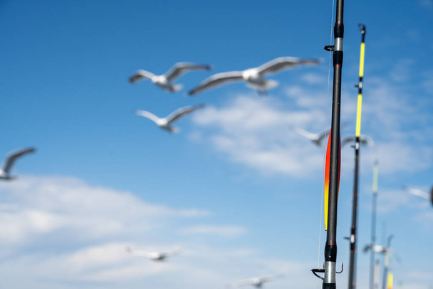 Racci sledují rybářskou loď. Rybářské pruty a modré nebe s tenkými bílými mraky v pozadí - Fotografie, Obrázek