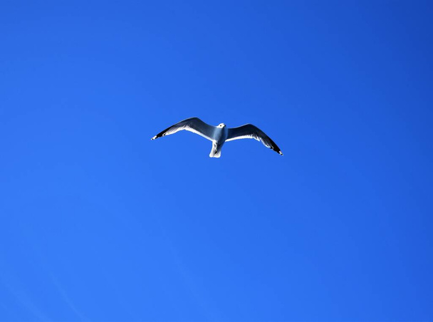 Vogelvlucht in de blauwe lucht - Foto, afbeelding