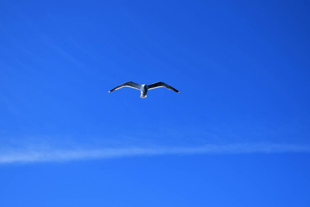 Політ птахів у блакитному небі
 - Фото, зображення