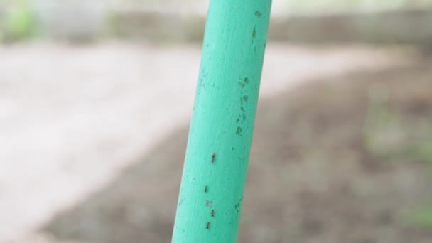 insetos, vida selvagem, organização, conceito de equipe - macro tiro pequenas formigas comuns jardim preto caminhar ao longo de suporte tubo verde para cima e para baixo como caminho um após o outro no dia claro no verão - Filmagem, Vídeo