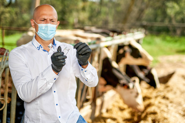 Kuh-Tierarzt auf Bauernhof nimmt Analyse vor - Foto, Bild