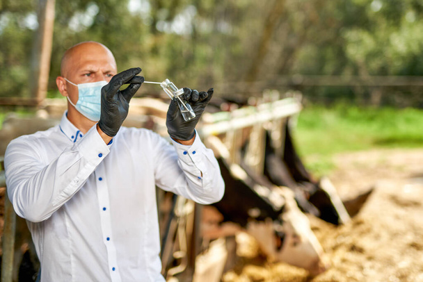Tierarzt bei Nutzvieh auf Bauernhof mit Milchkühen - Foto, Bild