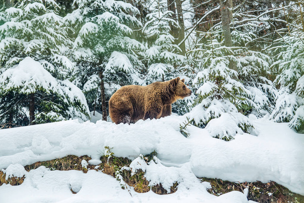 brown bear in the winter forest. wilding. Planted Christmas trees. - Photo, Image