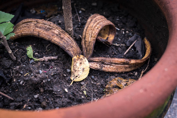 Une peau de banane en décomposition dans une plante en pot servant d'engrais naturel ou organique. - Photo, image