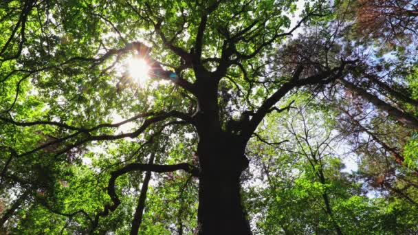 Grüne Baumblätter und Sonnenstrahlen zwischen den Ästen. Frühlingserholung im Wald. - Filmmaterial, Video
