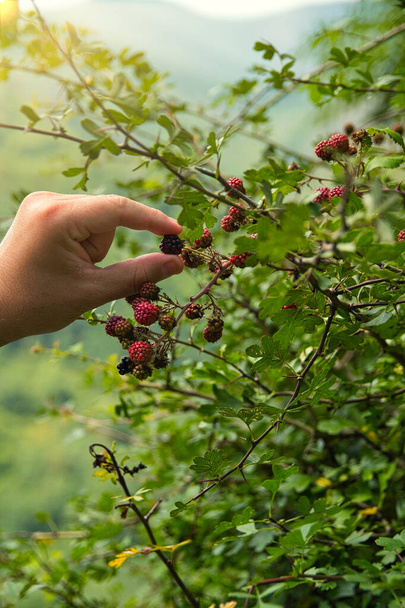 A closeup shot of man's hand picking berries - Fotoğraf, Görsel