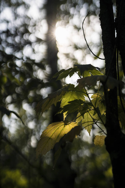 A vertical shot of tree leaves - Foto, immagini