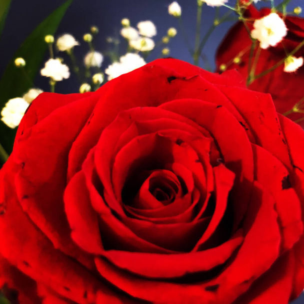 Una macro toma de una hermosa rosa roja - Foto, imagen