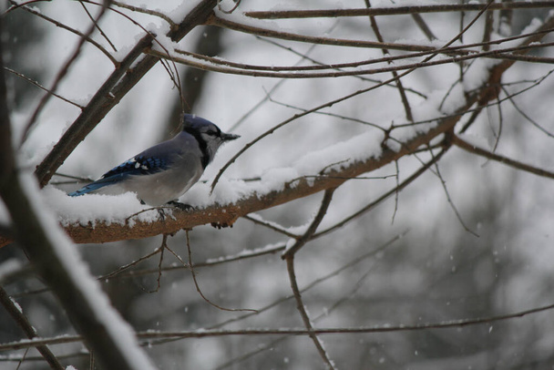 A closeup of a Blue Jay bird perched on a tree branch during a winter day - Фото, изображение