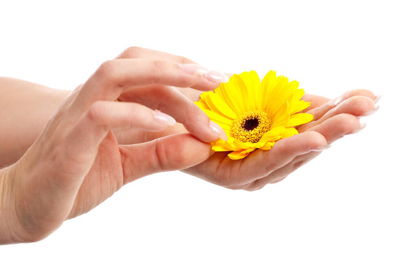 Woman hand with long fingernails picking petals from a flower - Photo, image