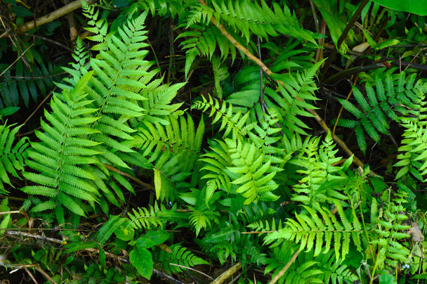 シダの葉は、シンプルな大胆なハート型のホスタの葉から、シダの装飾的なフィギュアのような葉まで、色、形、大きさが豊富です。シダは一般に日陰を崇拝しており、おそらく原生林での生活を始めたためでしょう。.  - 写真・画像