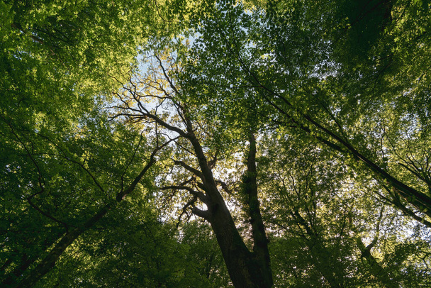 Een lage hoek opname van de takken van groene bomen in een bos op een zonnige dag - Foto, afbeelding