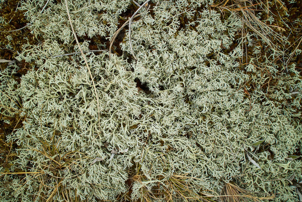 Fechar de musgo verde no chão em uma floresta - Foto, Imagem