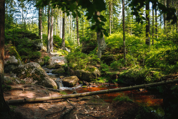 A beautiful shot of a stream flowing in a foliage forest - Photo, Image