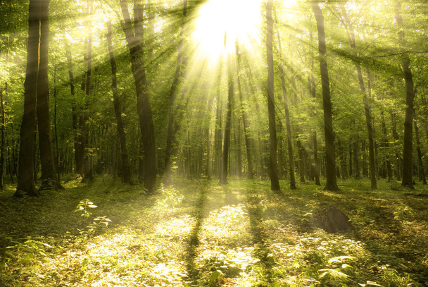 Orman güneş ışığı - Fotoğraf, Görsel