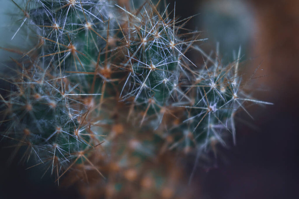 A shallow focus shot of a vibrant cactus - Foto, afbeelding