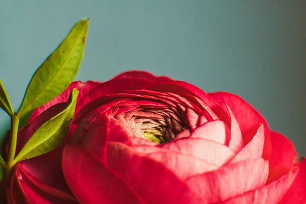 A closeup shot of red Damask rose - Foto, afbeelding