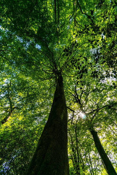 A vertical low angle shot of a tree in the forest captured during the daytime - Фото, зображення