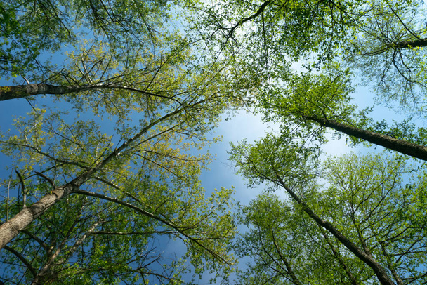 A low angle shot of the trees in a park - Zdjęcie, obraz