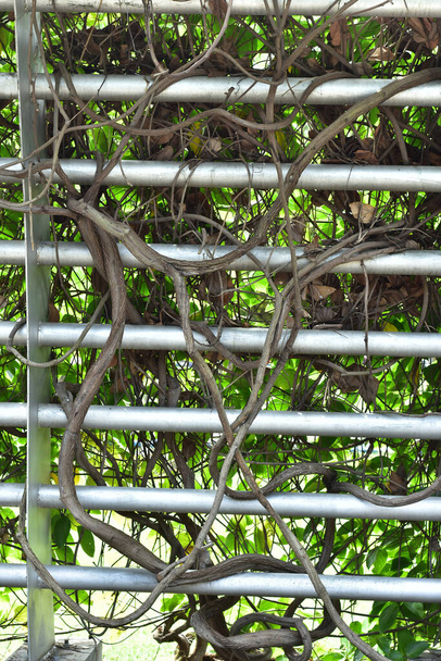 raíz de madera uva de Bush o cayratia silvestre de tres hojas (Cayratia trifolia) liana hiedra planta arbusto, marco de la naturaleza selva frontera - Foto, imagen