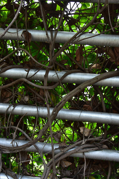 racine de bois Buisson de raisin ou de vigne sauvage à trois feuilles cayratia (Cayratia trifolia) liane liane arbuste de plantes, cadre naturel jungle frontière - Photo, image