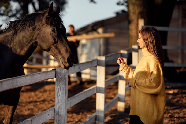 młoda piękna kobieta w żółtym swetrze w pobliżu koni w jesiennym parku w słoneczny dzień. - Zdjęcie, obraz