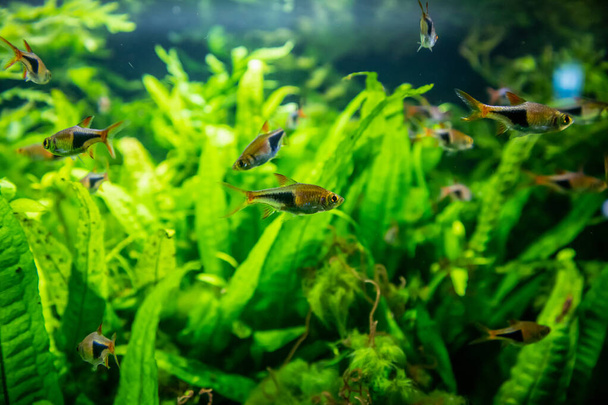 peces de neón tropicales de agua dulce en el acuario - Foto, Imagen