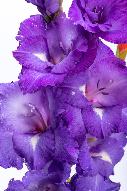 Blisko piękna fioletowy kwiat gladiolus - Zdjęcie, obraz