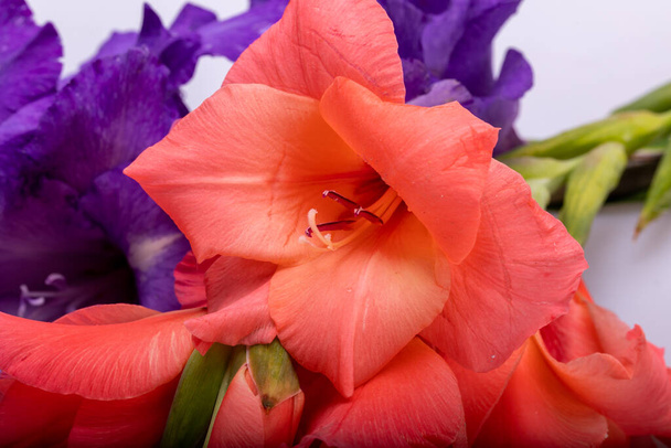 Blisko piękna pomarańczowy kwiat gladiolus - Zdjęcie, obraz