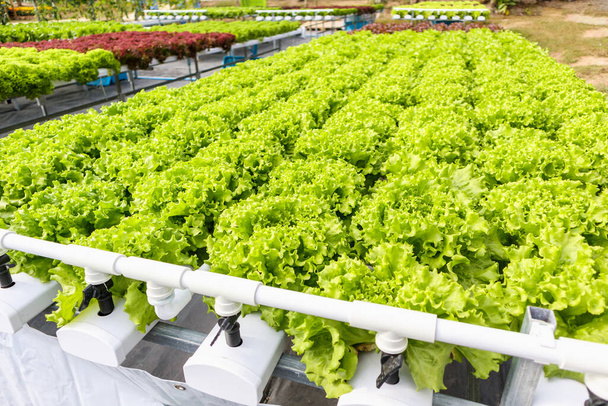 Świeże organiczne sałaty dębowe w systemie hodowli warzyw hydroponicznych - Zdjęcie, obraz