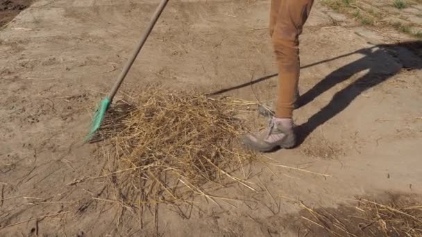 Jonge boerenknecht in bescherm laarzen duidelijk met hark oude stoffige stro in paard paddock. Concept van het gebruik van natuurlijke materialen tijdens organische. Langzame beweging. - Video